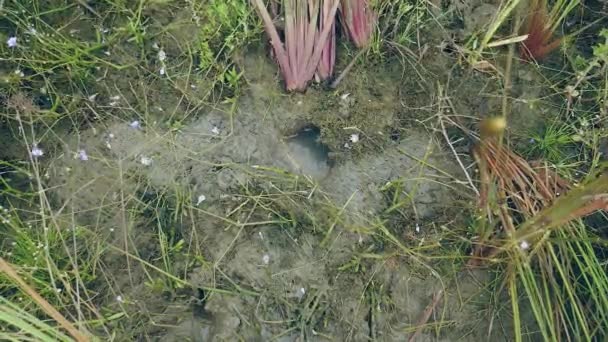 Κοντινό πλάνο στη κυνηγός καβούρια αλίευση καβούρια λάσπη σε ρύζι πεδίο εδάφους — Αρχείο Βίντεο