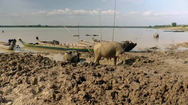 Búfalos de agua caminando fuera de aguas poco profundas del río después de un baño de barro — Vídeos de Stock