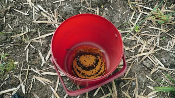 Panal de abeja recogido de una colmena silvestre dentro de un cubo — Vídeo de stock