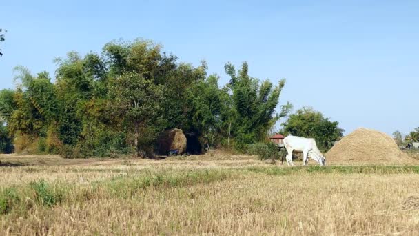 Rückansicht eines zweirädrigen Traktors, der schweres Heu über das Feld trägt — Stockvideo