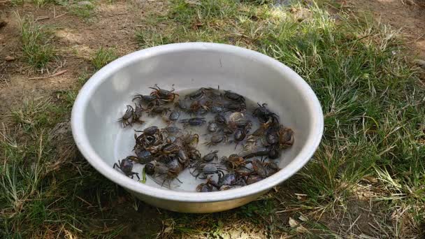 Cuenca de cangrejos capturados en campos de arroz por un cazador de cangrejos — Vídeos de Stock