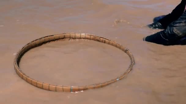 Vrouw graven voor kokkels in de rivier-bodem met een bamboe mandje onderdompelen in het water naast haar — Stockvideo