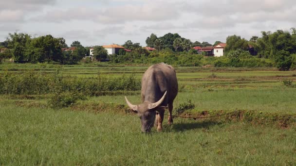 Bufalo d'acqua legato con corda al pascolo in un campo — Video Stock