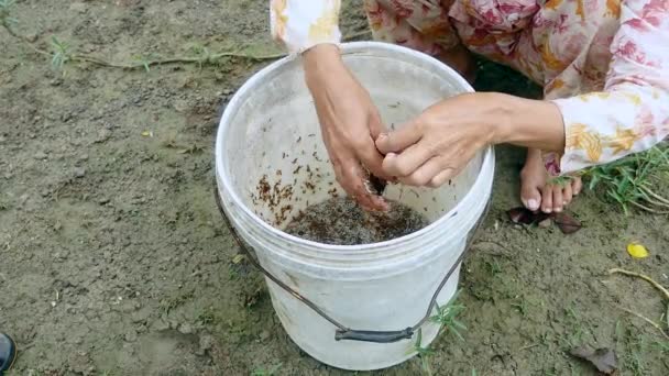 Vadász által fogott hangyák vannak belefulladt a vödörben lévő víz. — Stock videók