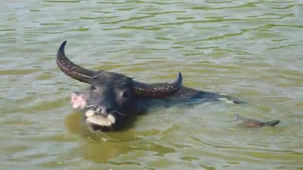 Búfalos de agua en el agua durante el baño (primer plano ) — Vídeos de Stock