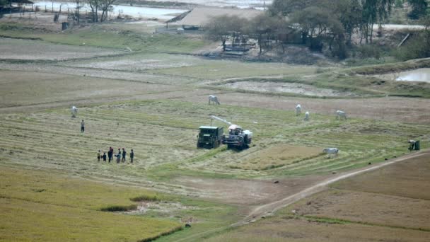 Horní pohled na rýžové pole, když zemědělci přechovují sklizeň do nákladního vozu — Stock video