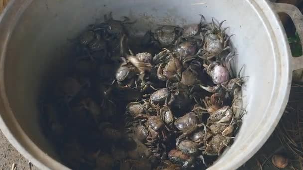 Modder krabben gevangen in rijstvelden en een emmer gegooid door een krab jager — Stockvideo