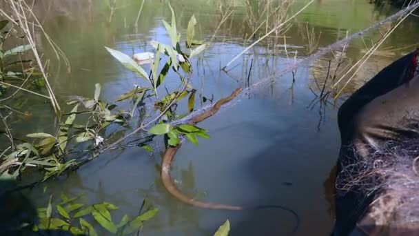 Nahaufnahme einer Wasserschlange, die in einem Fischernetz gefangen ist — Stockvideo