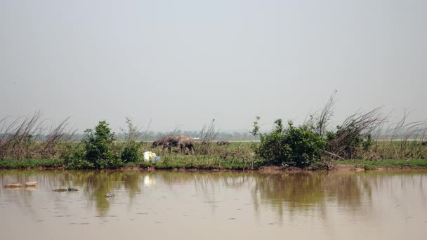 Waterbuffel wandelen en galopperen door een meer na een modderbad — Stockvideo