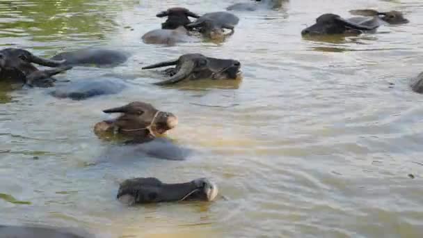 Búfalos de agua en el agua durante el baño — Vídeos de Stock