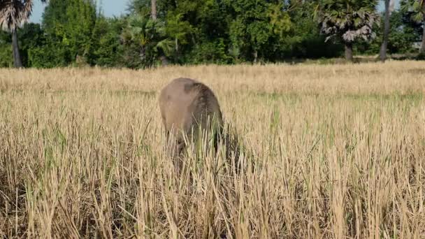 Ternero de búfalo comiendo paja en el campo — Vídeos de Stock