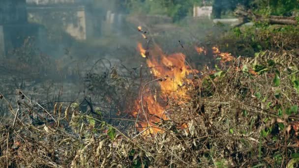 ブラシと牧草地土地を燃焼 — ストック動画