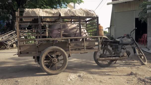 等待运输的猪绑在摩托车笼拖车 — 图库视频影像