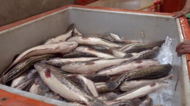 Balıkçılar ezilmiş buz dolu bir göğüs içinde yakalanan nehir balık atma