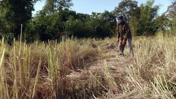 Granjero agrupando paja de arroz en una gavilla en el campo — Vídeo de stock