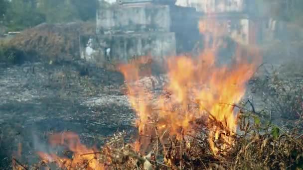 Καύση των βουρκώνων και των βοσκοτόπων (κοντινό  ) — Αρχείο Βίντεο