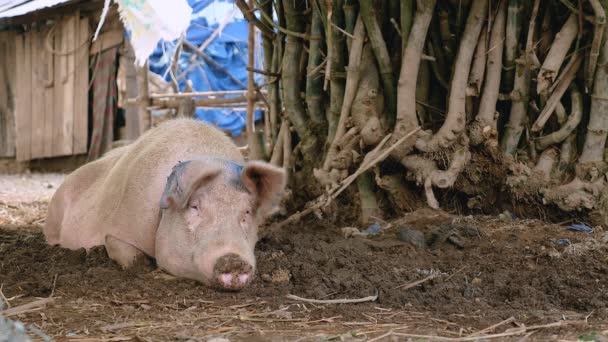 Porco amarrado a uma árvore e deitado na lama no chão — Vídeo de Stock