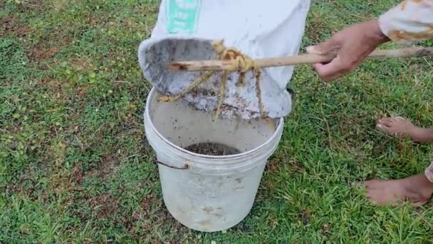 树蚂蚁抓到并放入一个塑料桶 — 图库视频影像