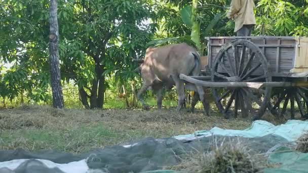 Fermier en train de monter un chariot à bœuf vide hors d'une ferme — Video