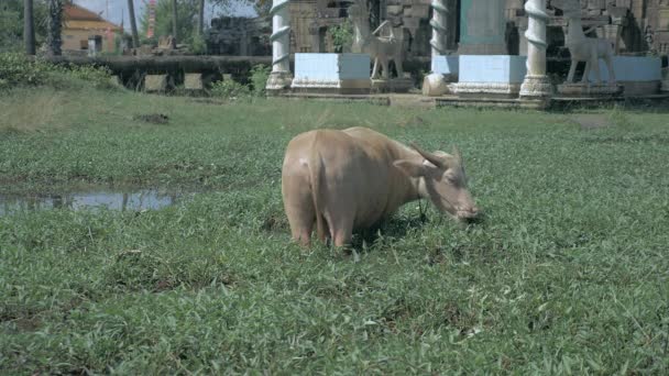 Bir fen bitki örtüsü üzerinde otlayan albino su buffalo geri görünümü — Stok video