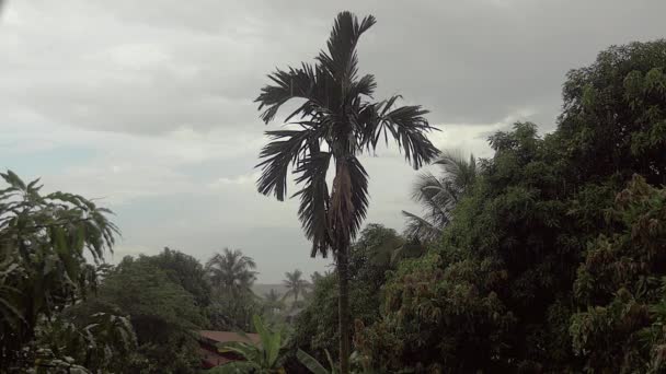 Rain falling over tropical vegetation and palm trees — Stock Video