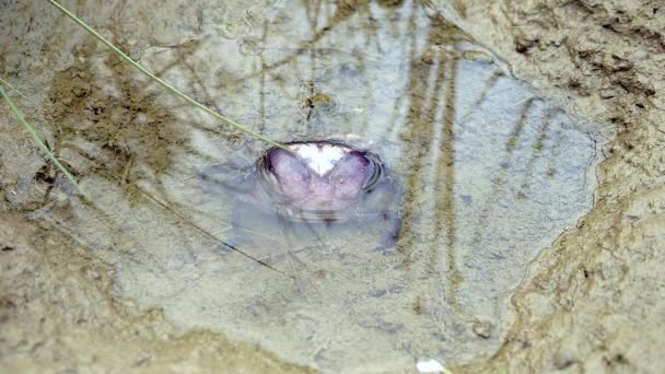 Cangrejo de barro escondido en un agujero de agua estancado en un arrozal — Vídeos de Stock