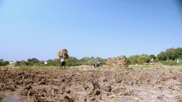 Agricultor empilhando fardos de feno no campo seco — Vídeo de Stock