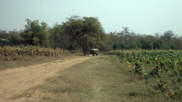 Agricultor dirigindo um carrinho de cavalo vazio em um caminho de terra empoeirada através de campos de tabaco — Vídeo de Stock