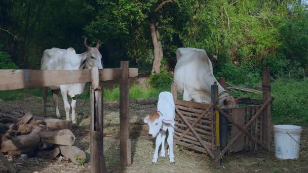 Vacas brancas magras com bezerro em um quintal — Vídeo de Stock