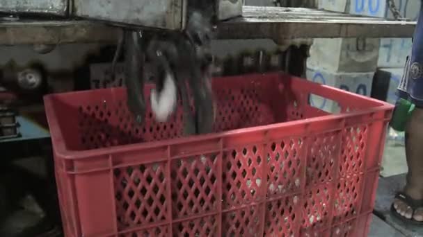 Transferência de peixes vivos de caixa de plástico para caixa de pesca de metal — Vídeo de Stock