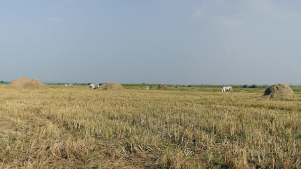 Vaches broutant dans un champ autour des meules de foin 