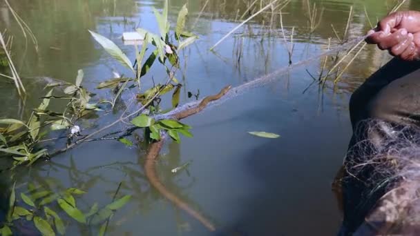 Close-up on a water snake tangled into a fishing net — Stock Video