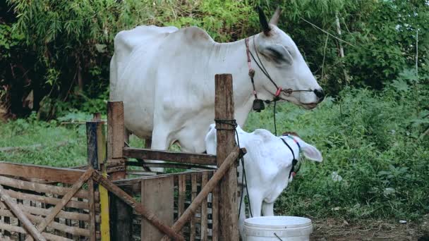 Vaca blanca flaca con ternera en un corral — Vídeo de stock