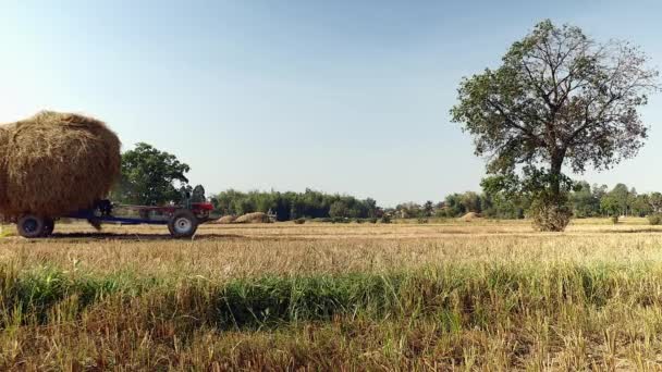 Δίκυκλου τρακτέρ που μεταφέρουν το βαρύ φορτίο του χόρτου σε όλο το πεδίο — Αρχείο Βίντεο