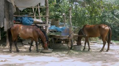 Çift çimen yiyip su içen bir çiftlik avlusu iple bağladı kestane atların