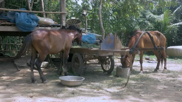 Un par de caballos de castaña atados con cuerda en un corral comiendo hierba y bebiendo agua — Vídeos de Stock