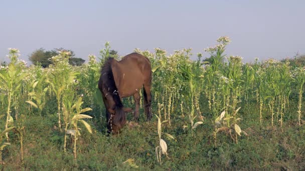 Cavalo de castanha pastando em um campo — Vídeo de Stock