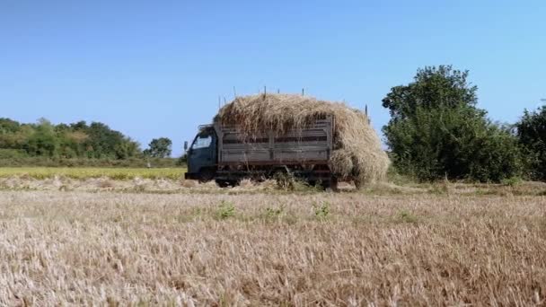 Vista lateral de un camión cargado de heno conduciendo fuera de los campos de arroz — Vídeos de Stock