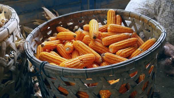 Close-up on shucked corn into a bamboo basket — Stock Video