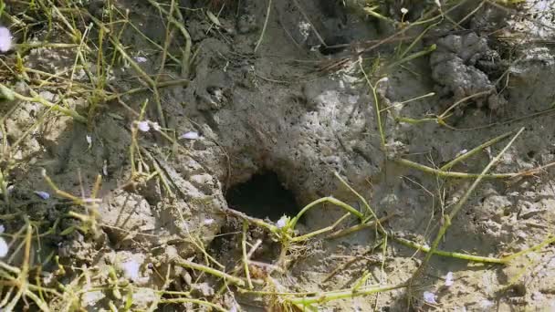 Primo piano sul cacciatore di granchi che cattura granchi di fango nel terreno della risaia — Video Stock