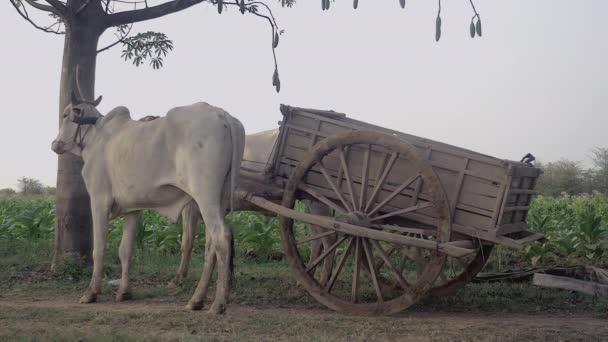 Carrinho de boi estacionário no caminho rural através de campos de tabaco — Vídeo de Stock