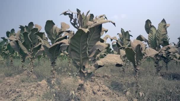Nuvem de poeira em torno de plantas de tabaco após a passagem de um carrinho de boi; Campo de tabaco com solo seco empoeirado em um dia ventoso — Vídeo de Stock