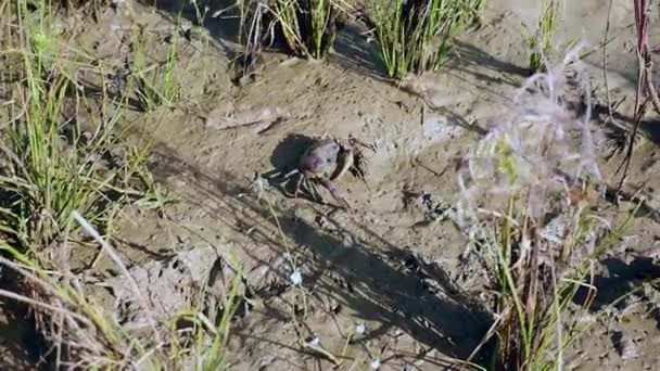 Primer plano del cazador de cangrejos atrapando cangrejos de barro en el suelo del campo de arroz — Vídeo de stock