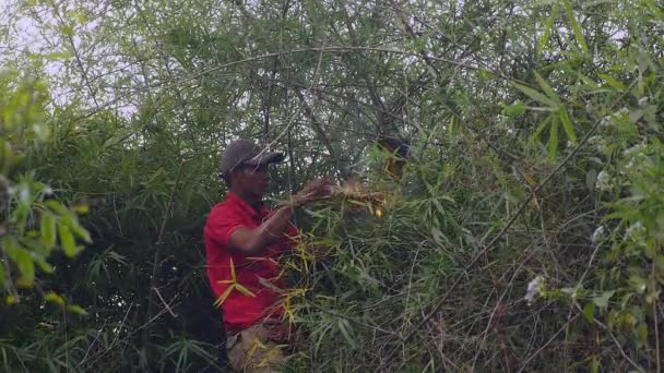 Biodlaren lugnande bin med rök innan skörd honung från registreringsdatafilen bambu växter — Stockvideo