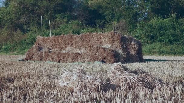 Palheiro em um campo de arroz seco — Vídeo de Stock