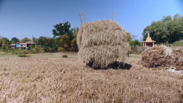 Вид сзади на грузовик, загруженный сеном, выезжающим с рисовых полей — стоковое видео