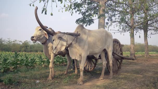 Vista frontal de un carro de bueyes en el camino rural a través de campos de tabaco — Vídeos de Stock