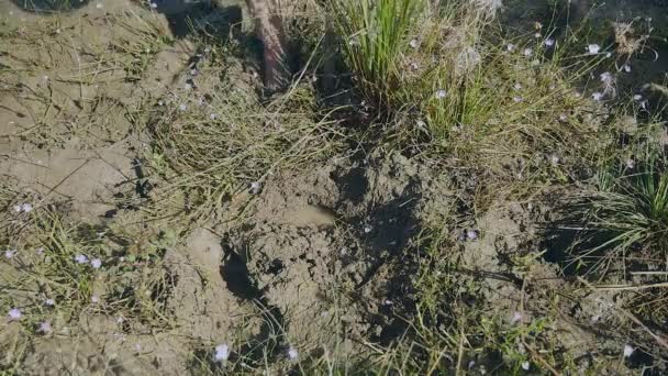 Gros plan sur un chasseur de crabe attrapant des crabes de boue dans le sol d'une rizière — Video