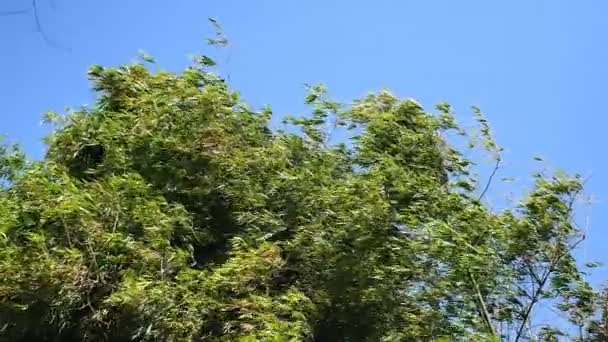 Toppen van hoge bamboe planten swingen in de wind — Stockvideo
