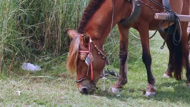 Primer plano del caballo castaño pastando en un campo — Vídeos de Stock